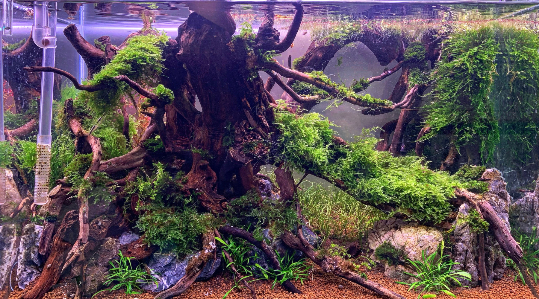 Common aquascaping mistakes