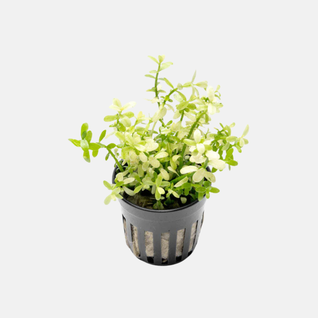 Bacopa compact 'White'