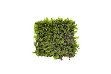 Fissidens sp Nobilis