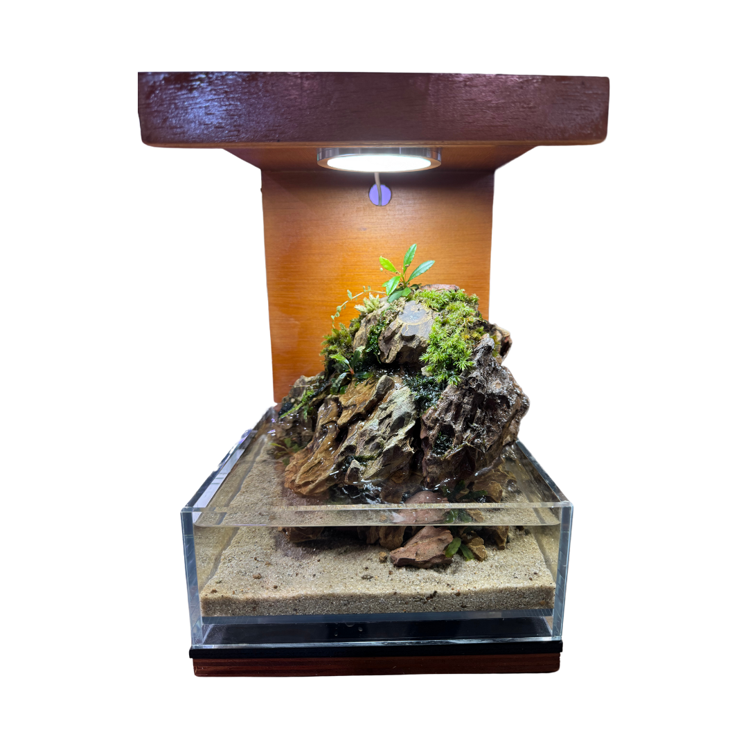20H Paludarium – Garden Aquaria
