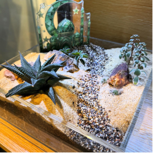 Sahara Desert Terrarium