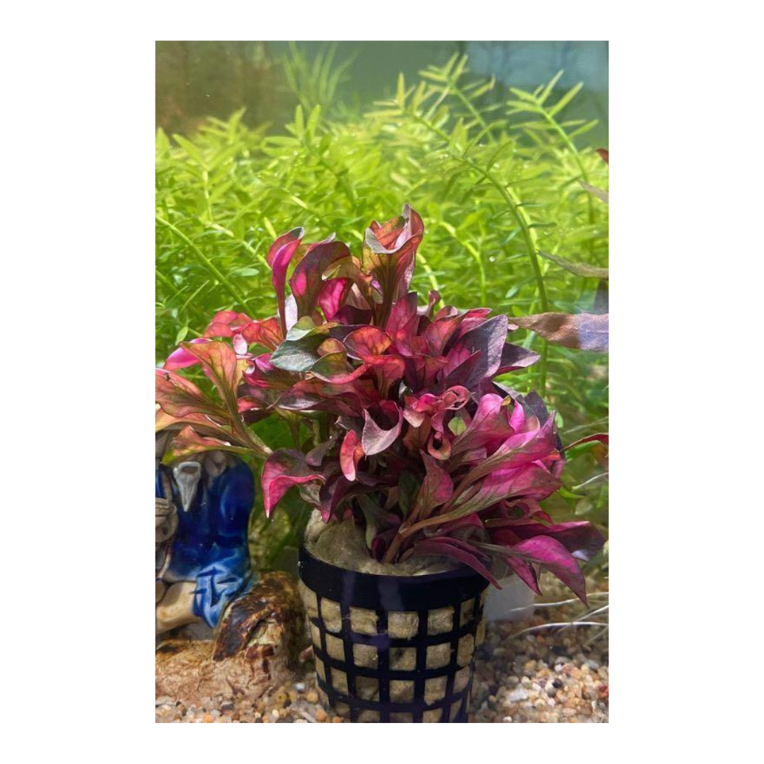 Alternanthera bettzickiana ‘Red’