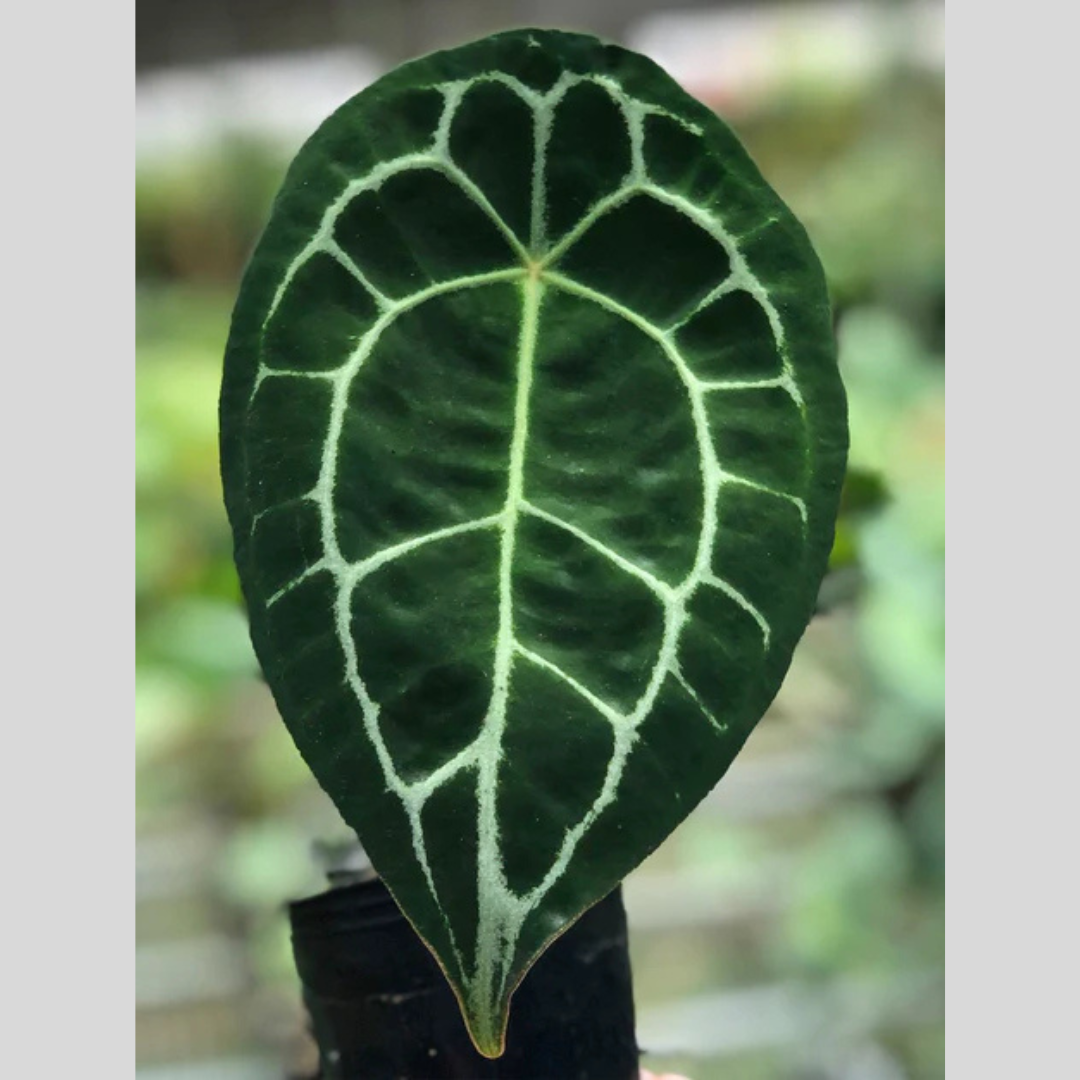 Anthurium forgetii 'White Stripes'