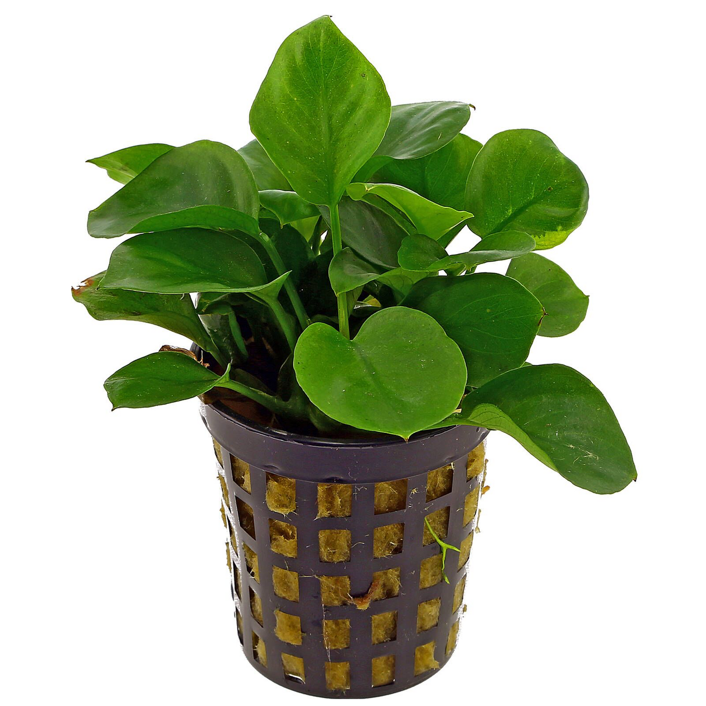 Anubias barteri var. nana 'Coin Leaf'