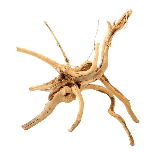 Spiderwood