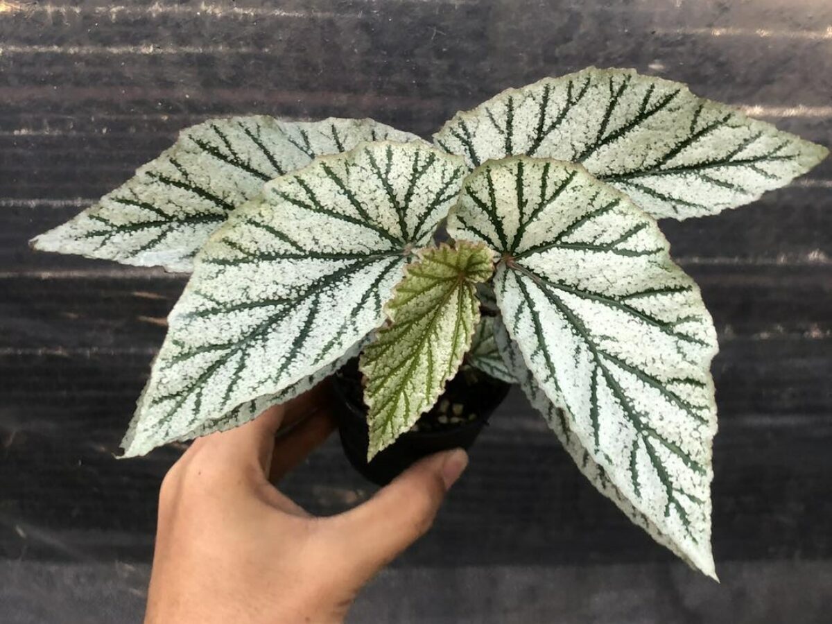 Begonia Don Miller