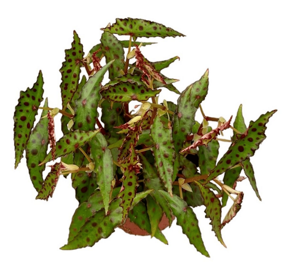 Begonia Amphioxus