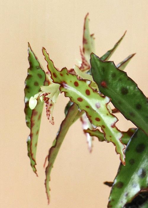 Begonia Amphioxus