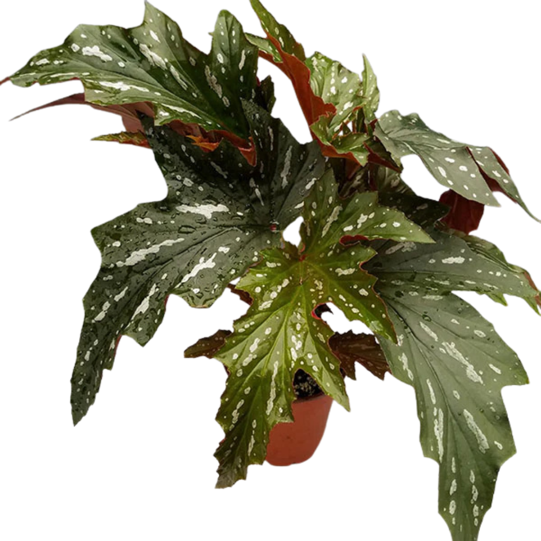 Begonia Lady Vanderwilt