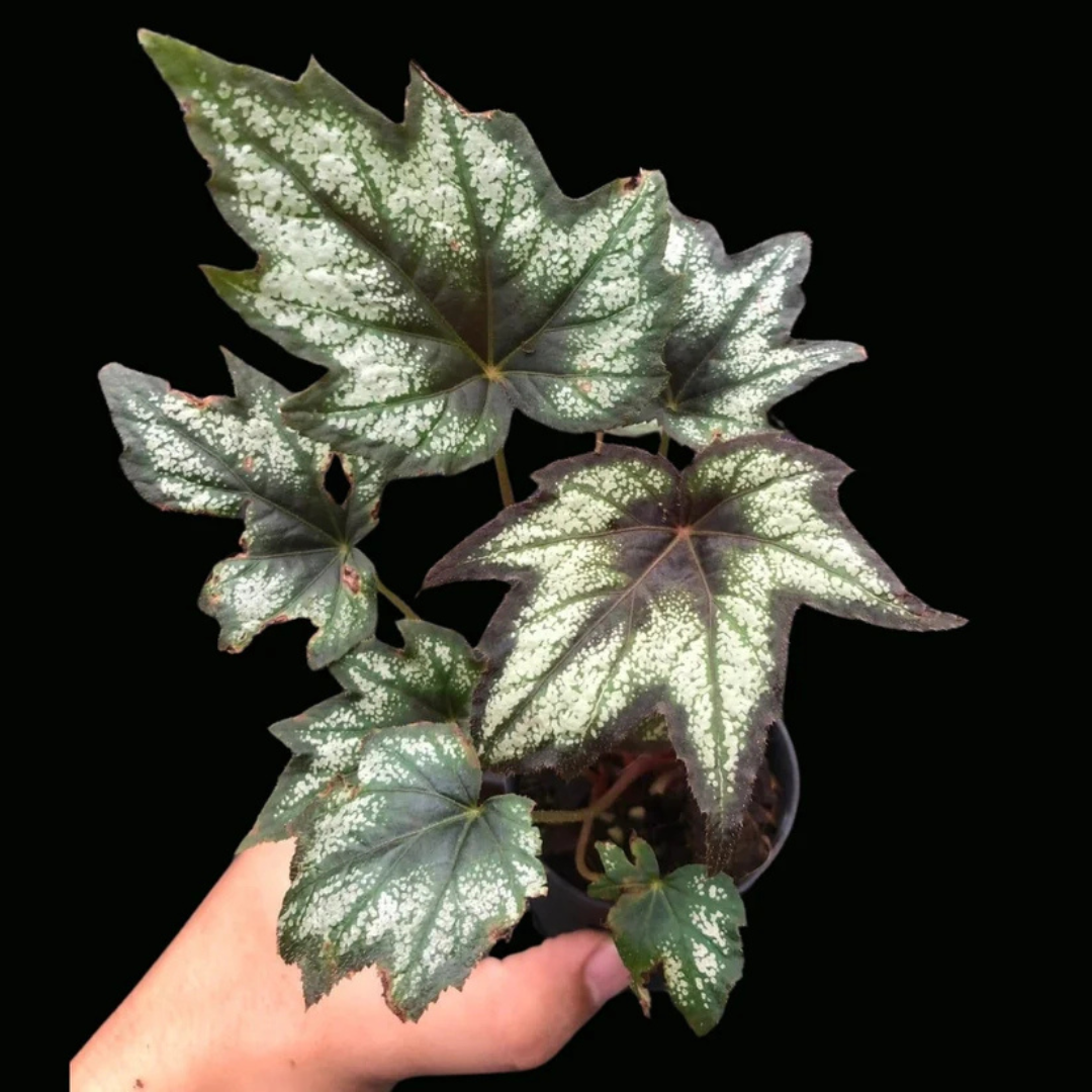 Begonia 'Little Brother Montgomery'