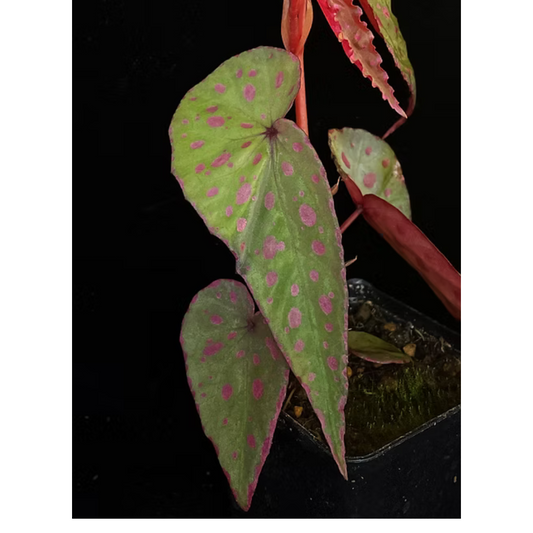 Begonia malachosticta