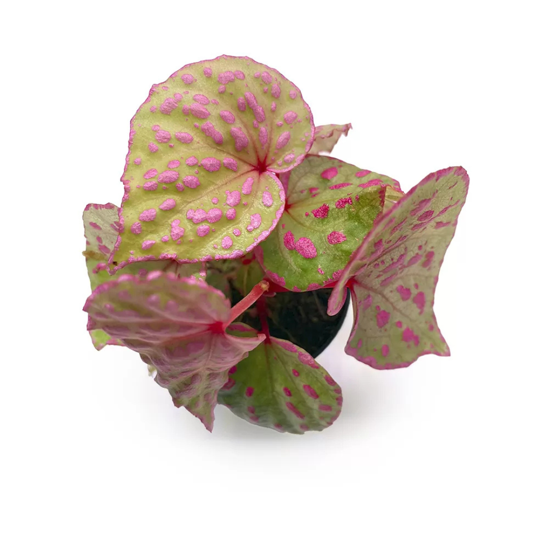 Begonia roseopunctata
