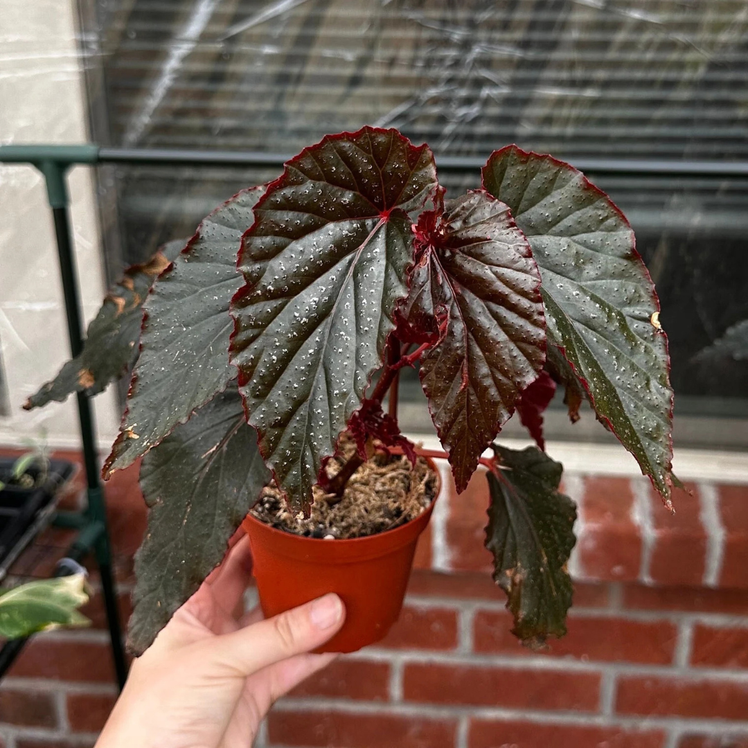 Begonia 'Linda Dawn'
