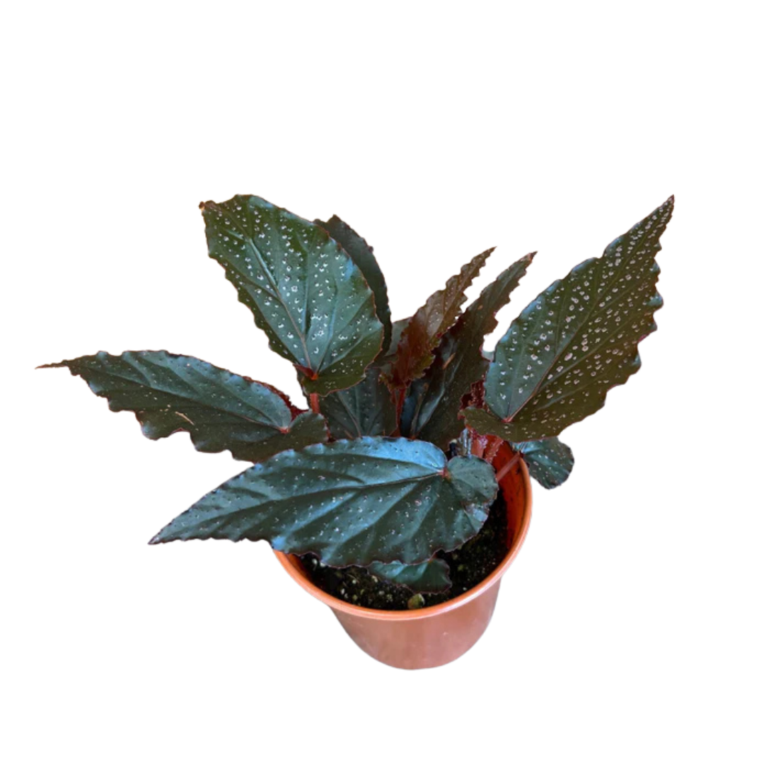 Begonia 'Linda Dawn'