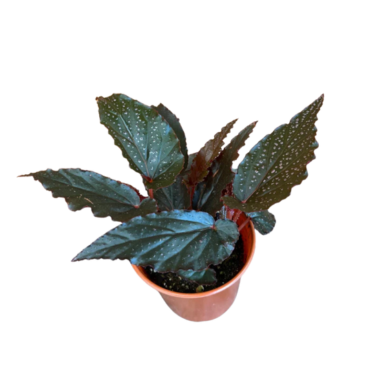 Begonia 'Linda Dawn'
