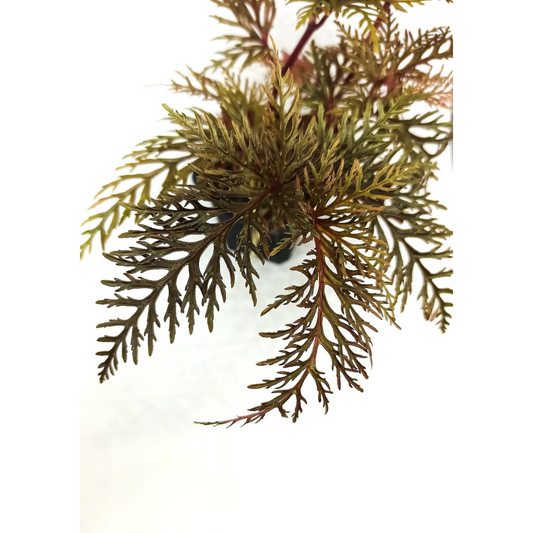 Begonia bipinnatifida