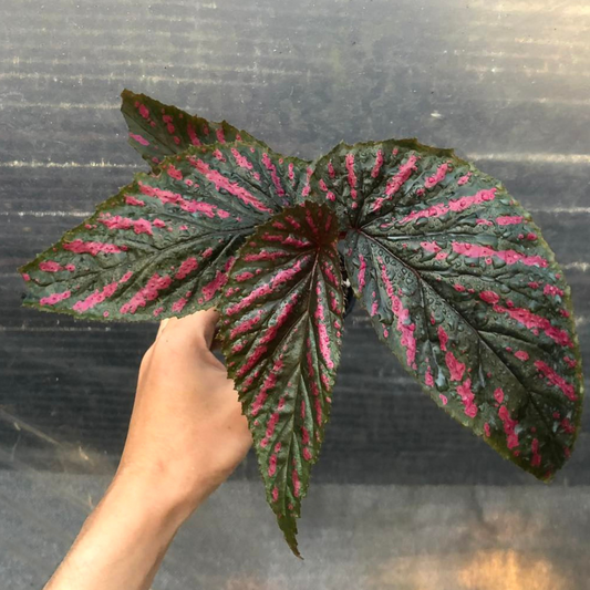 Begonia brevirimosa