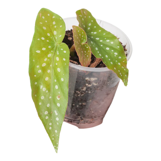 Begonia maculata