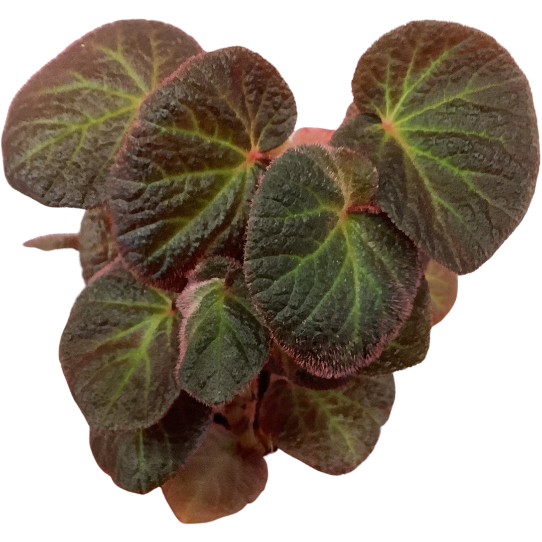 Begonia 'Manaus'