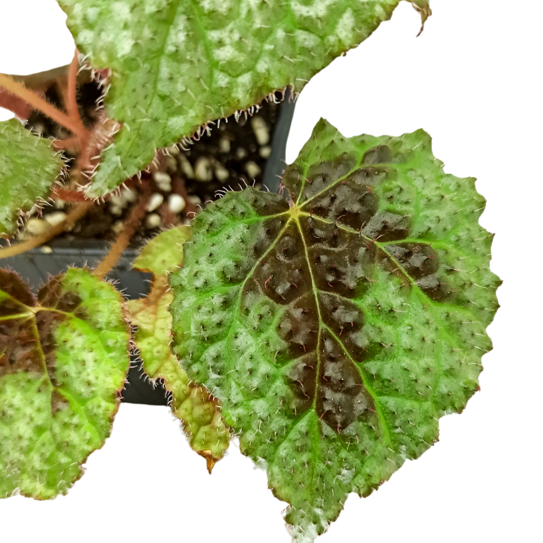 Begonia masoniana
