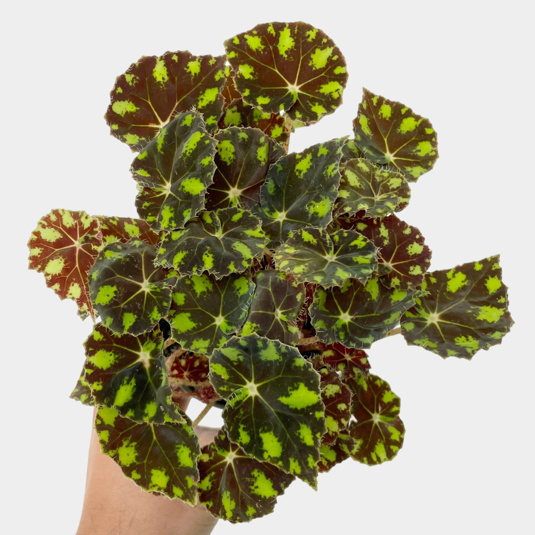 Begonia bowerae ‘Tiger Paws’