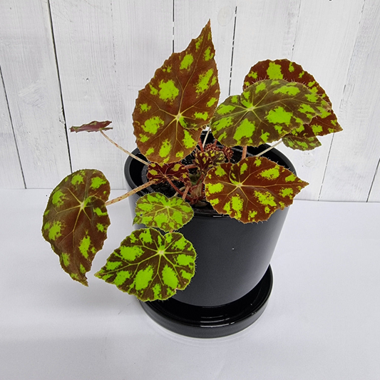 Begonia bowerae ‘Tiger Paws’