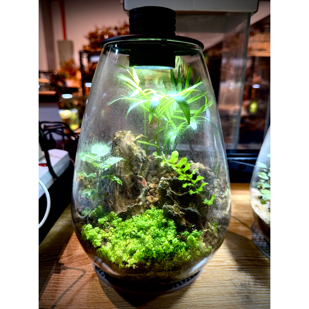 Bioloark SD175 Setup A