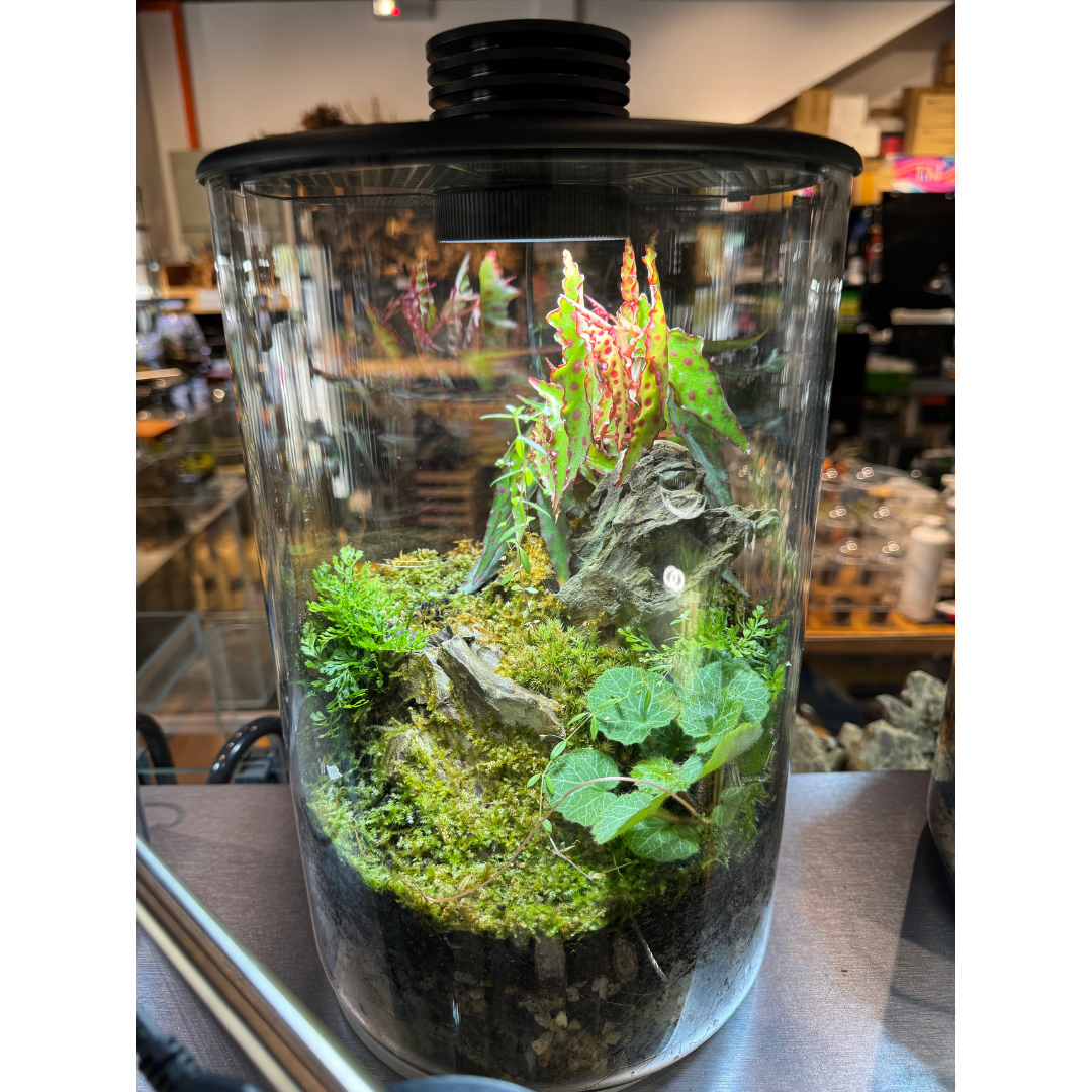 Bioloark ZD200 with Begonia amphioxus