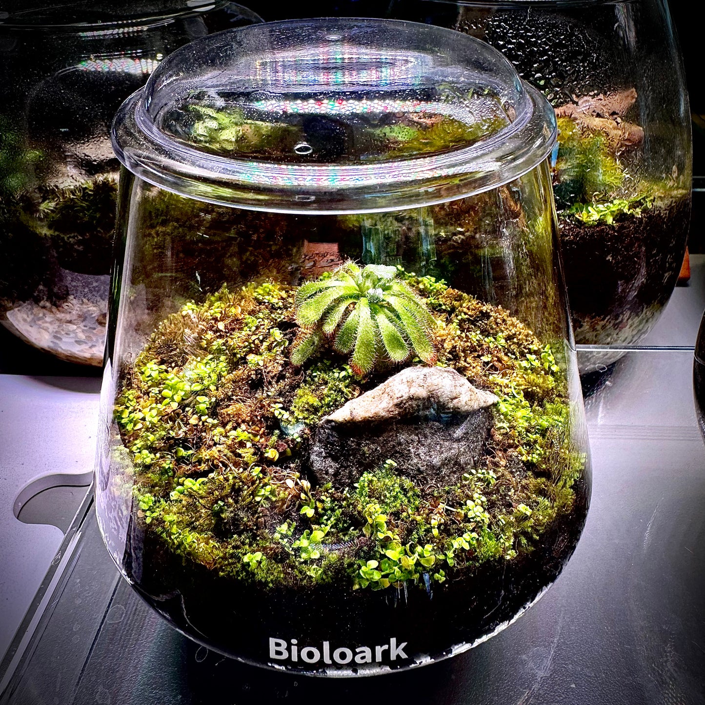 Bioloark Bubble Cup TWO with Drosera
