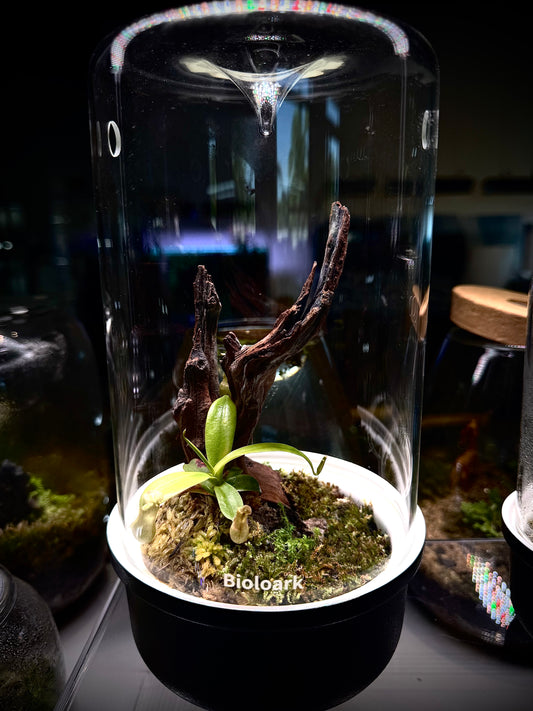 Bioloark MH-120 Pitcher Plant