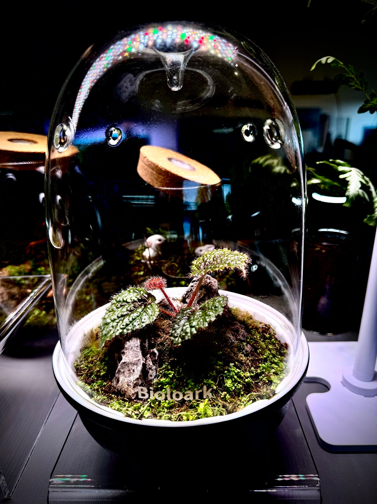 Bioloark MQ-150 Begonia