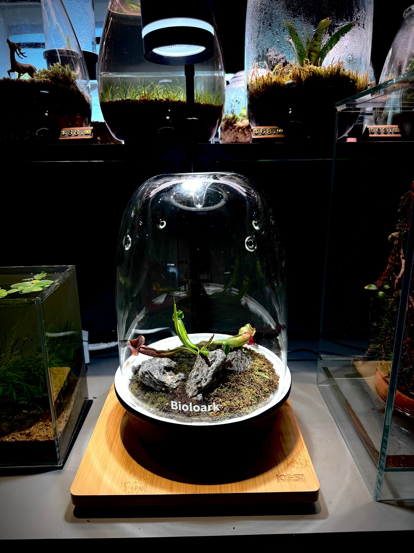Bioloark MQ-175 with Sarracenia Maroon