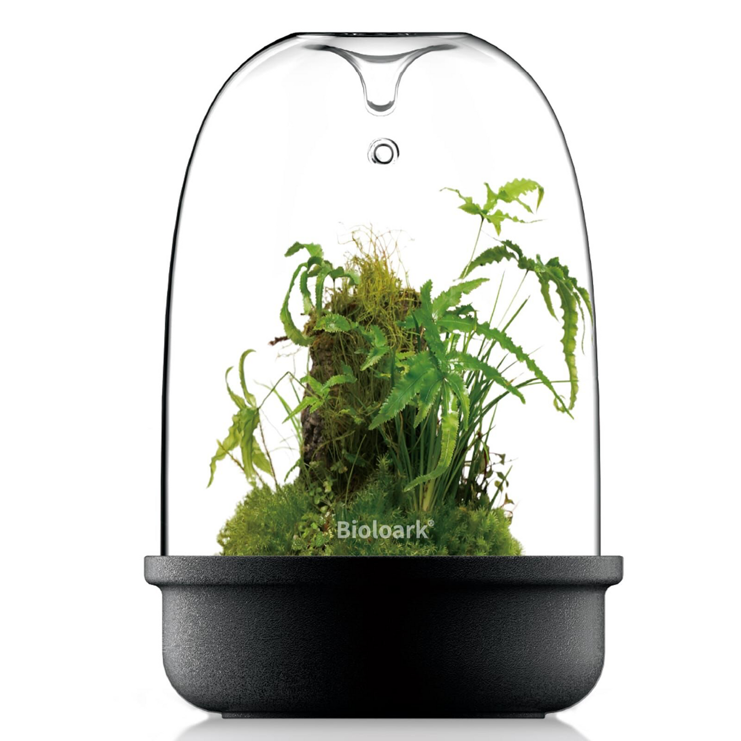 Bioloark Luji Glass Cup MQ