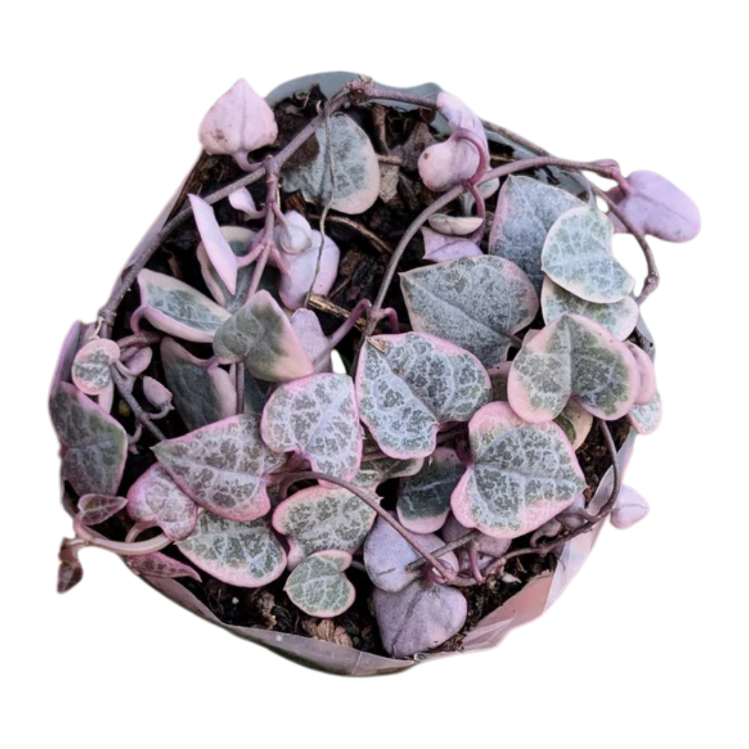 Ceropegia woodii variegata