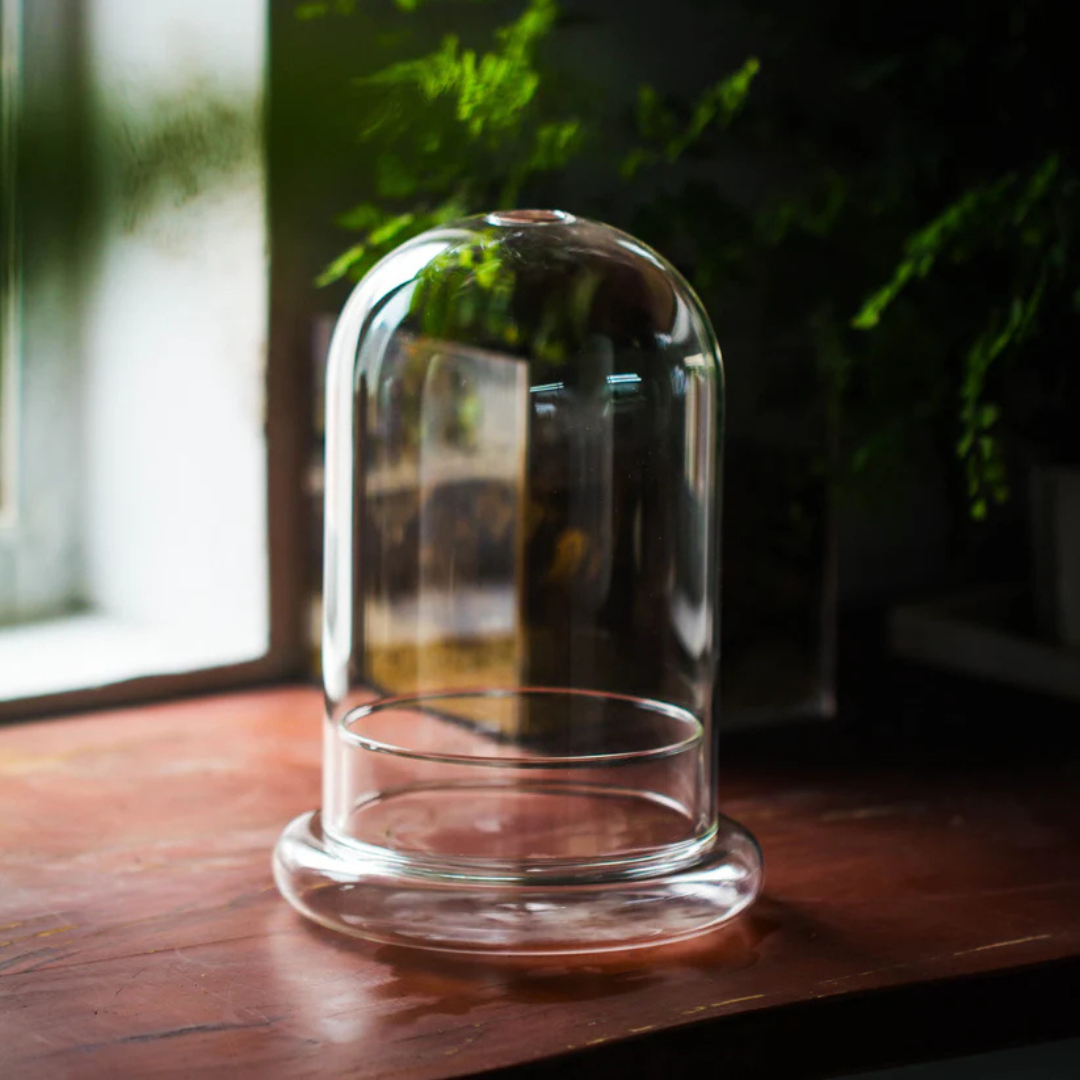 Cloche Glass Dome Planter