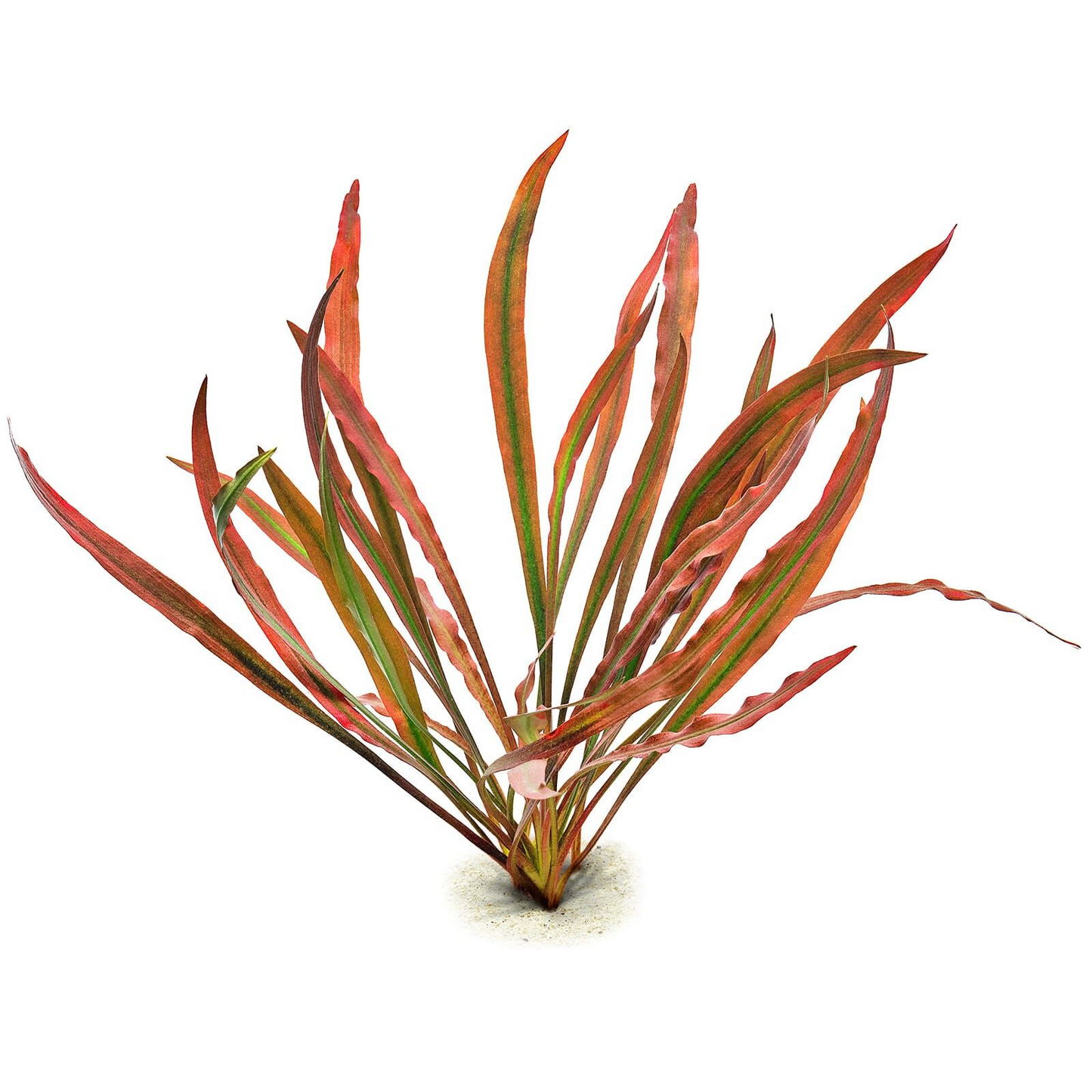 Cryptocoryne spiralis 'Red'