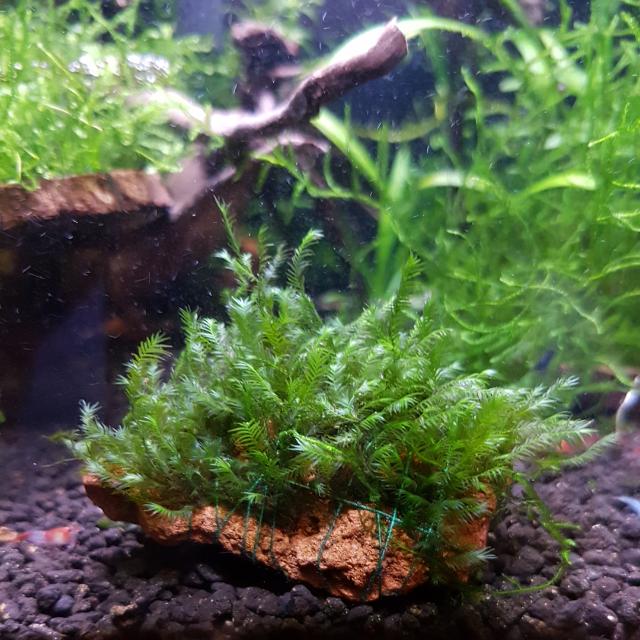 Fissidens sp Nobilis