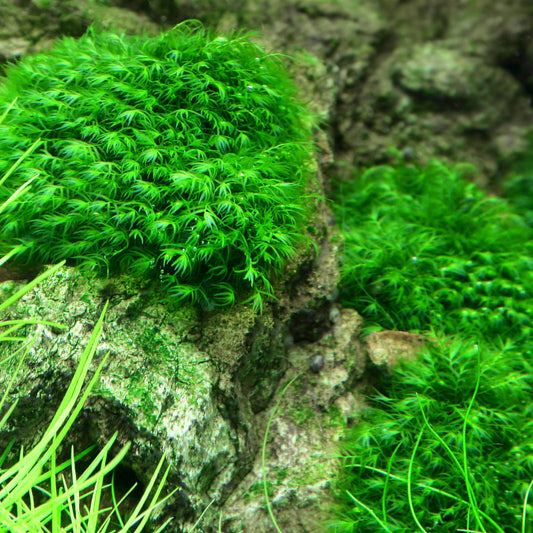 Fissidens fontanus 'Phoenix Moss'