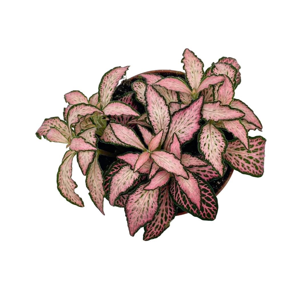 Fittonia Pink Forest Flame