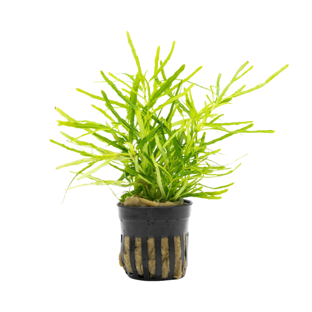 Hemigraphis repanda 'Green'