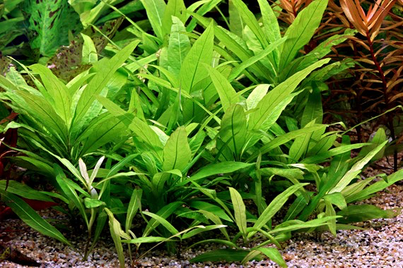 Hygrophila corymbosa ‘Stricta’