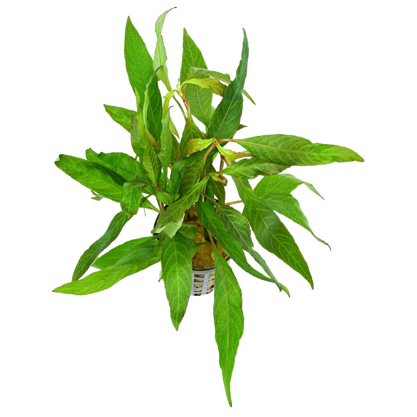 Hygrophila corymbosa ‘Stricta’