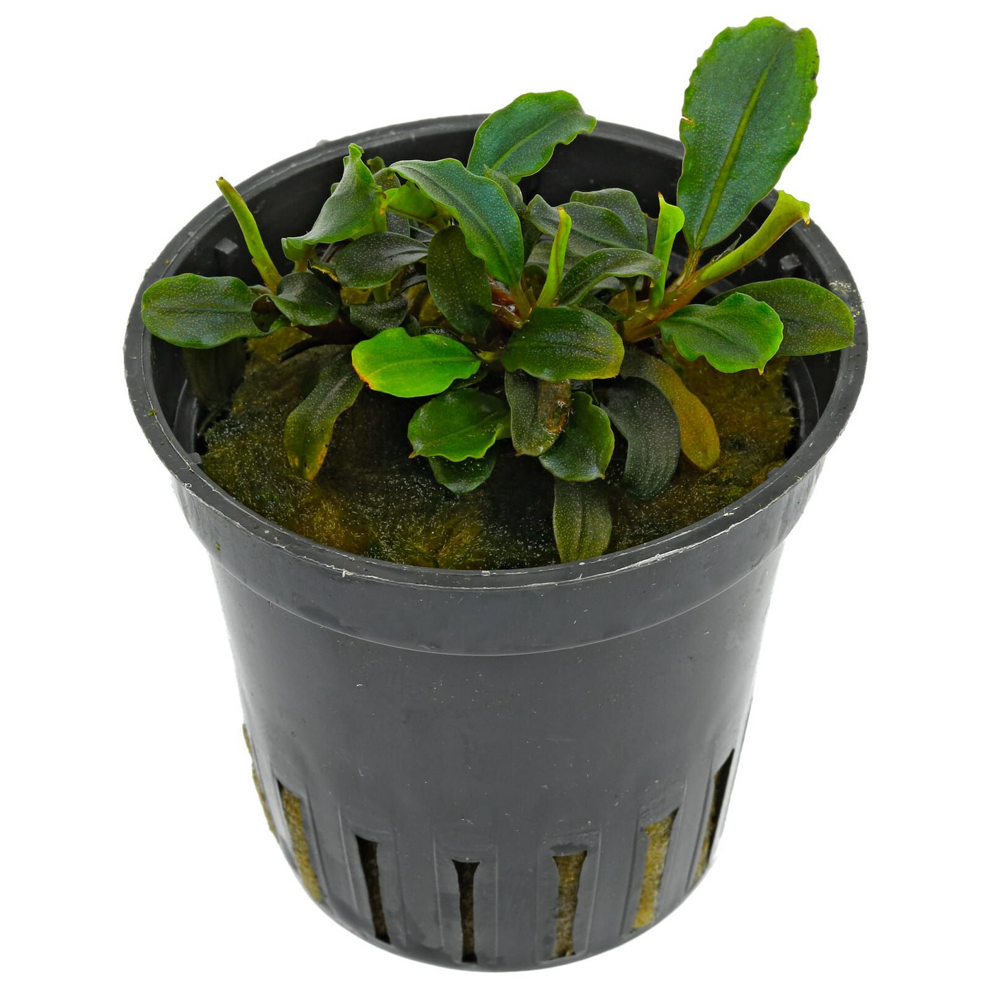 Bucephalandra sp. 'Lamandau Mini Red'
