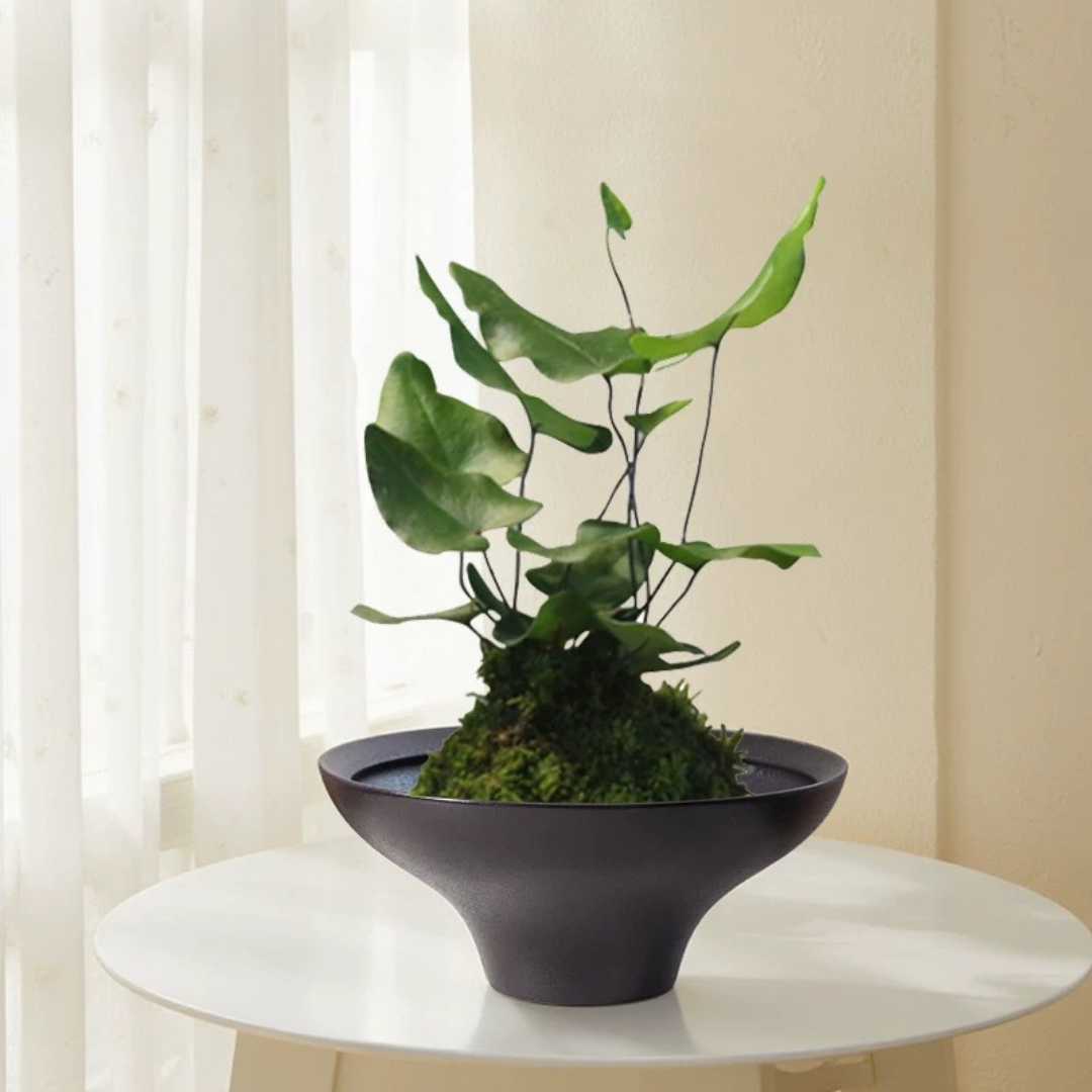 Kokedama Bowl