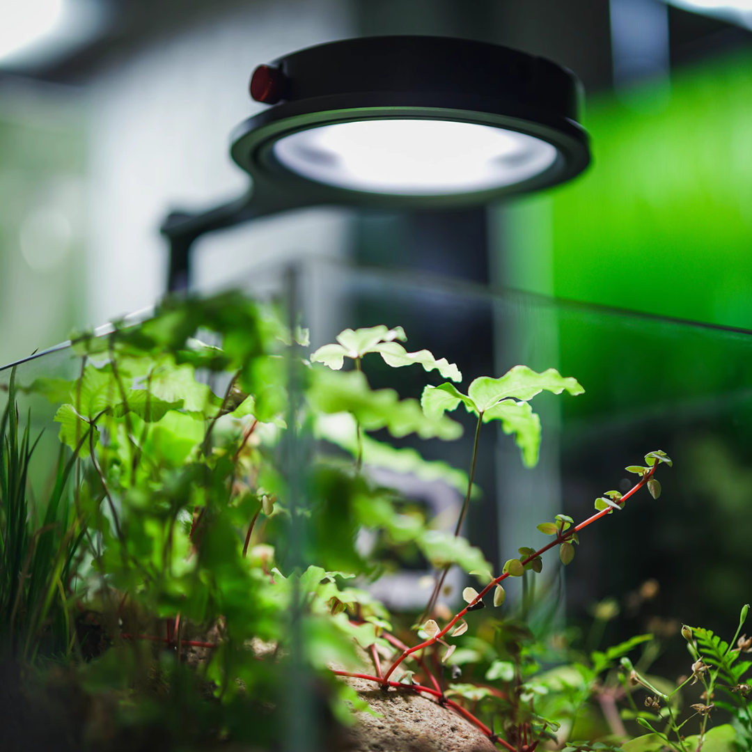 LEDSTAR DOT-III