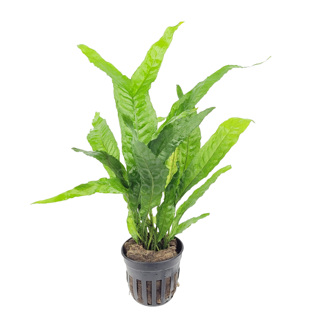 Microsorum pteropus 'Thor's Hammer'