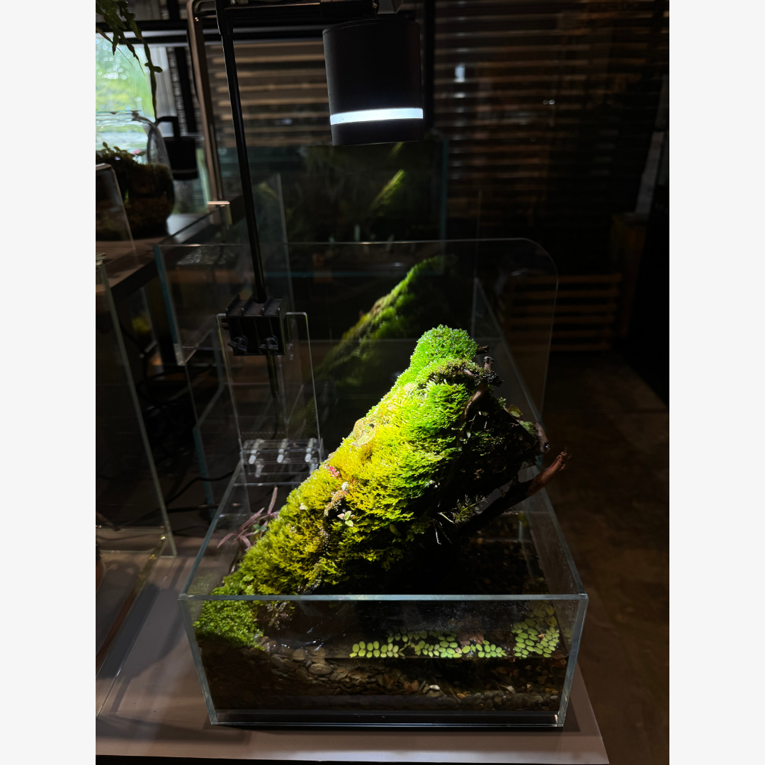 Moss Paludarium