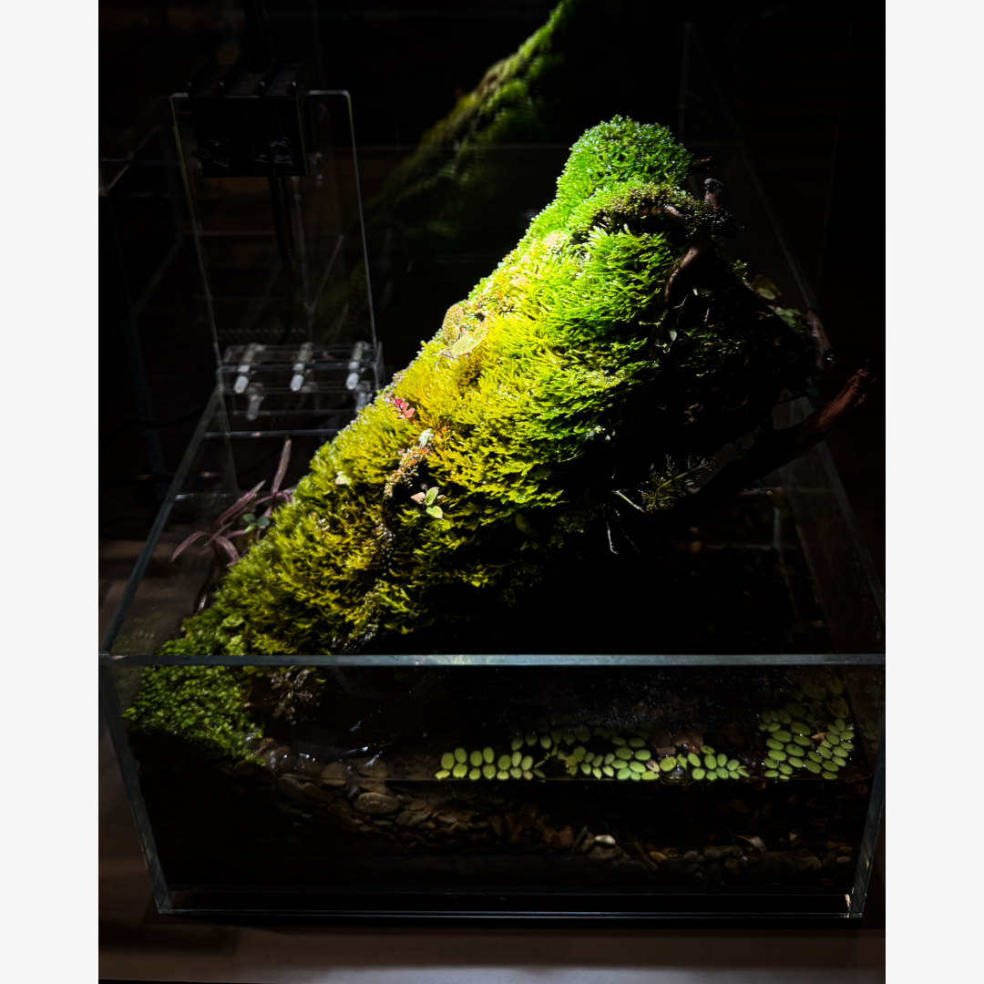 Moss Paludarium