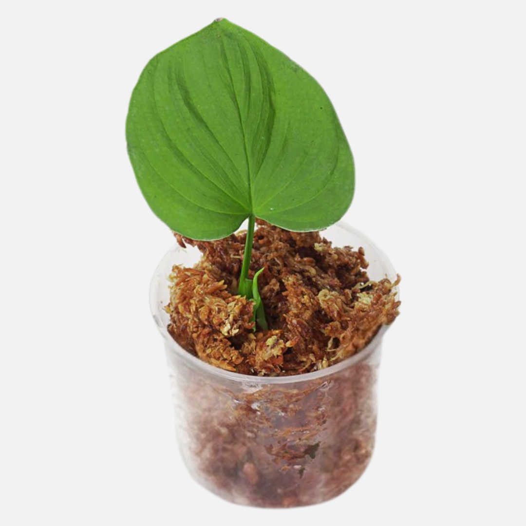 Philodendron fibraecataphyllum