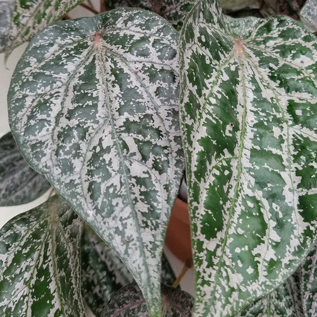 Piper ornatum